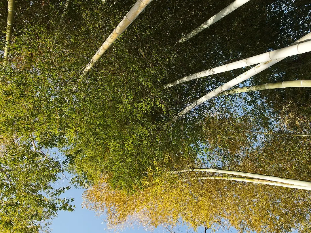 Mukojima Hyakkaen Garden