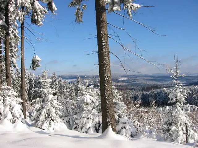 Hoher Wald