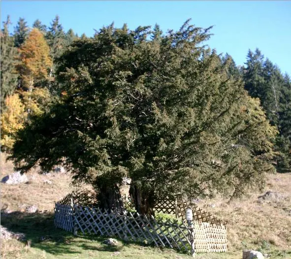 2000-jährige Eibe