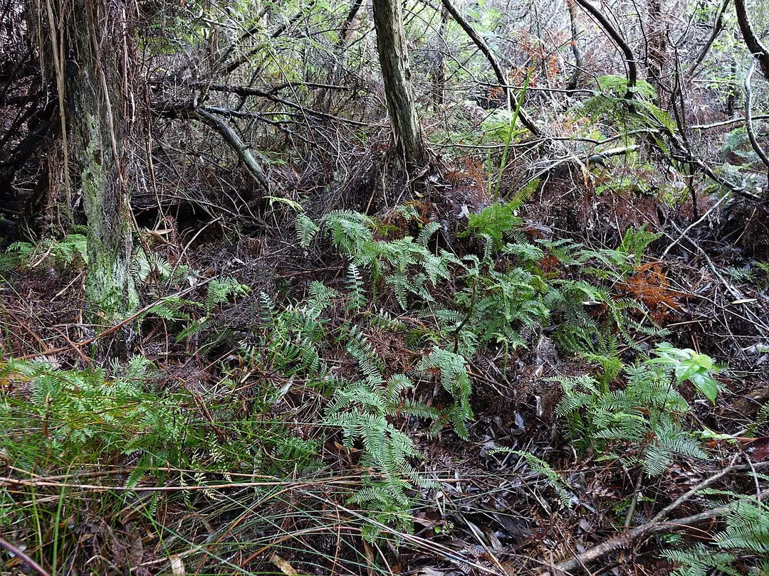 Sunhill Scenic Reserve
