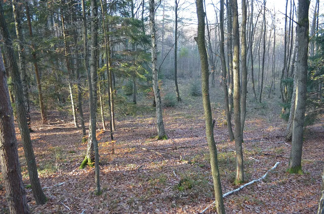Reiersdorf