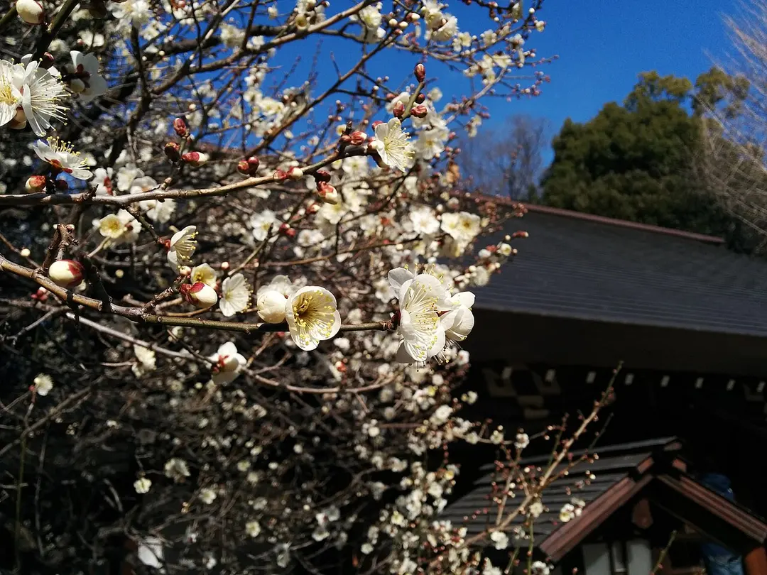 乃木神社