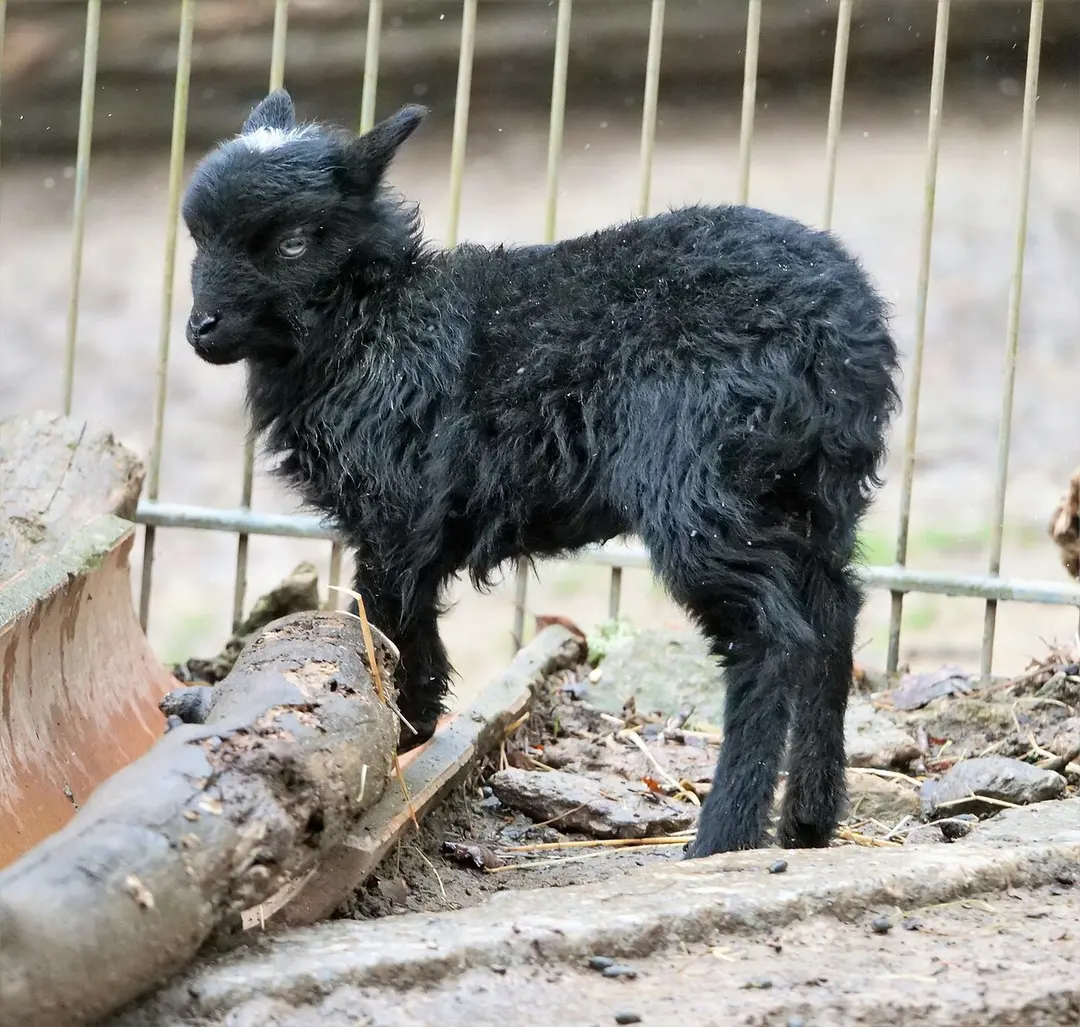 Schwarzwaldzoo Waldkirch