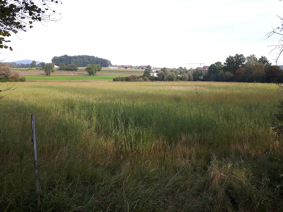Boniswiler Ried