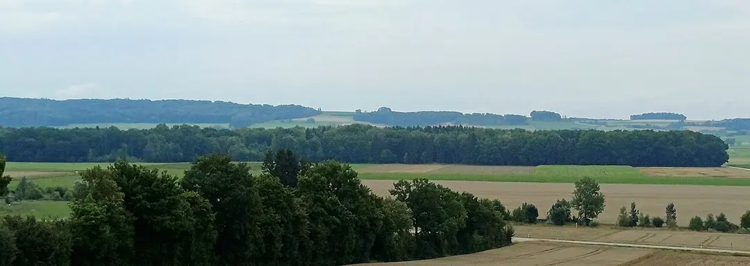 Auwald bei Westheim