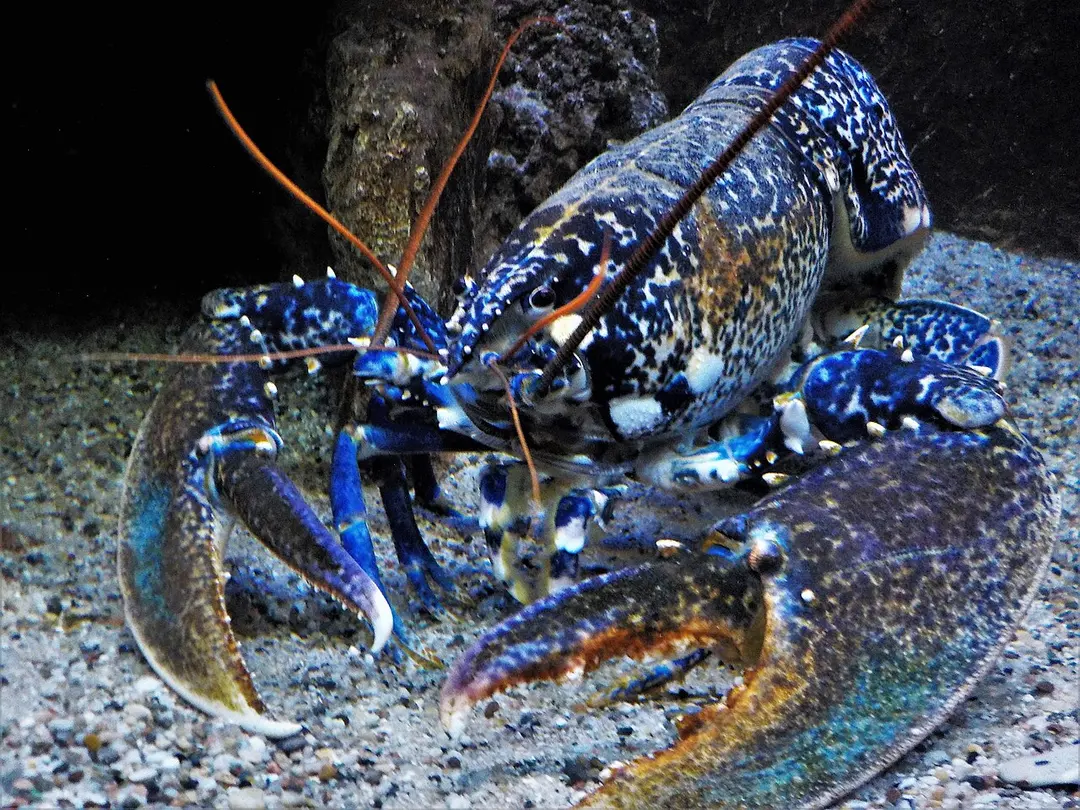 Aquarium of Elba