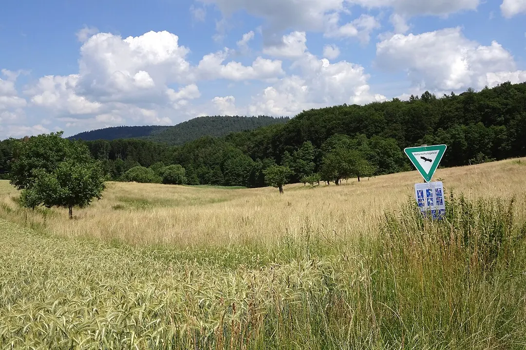 Stollwiese bei Erzbach