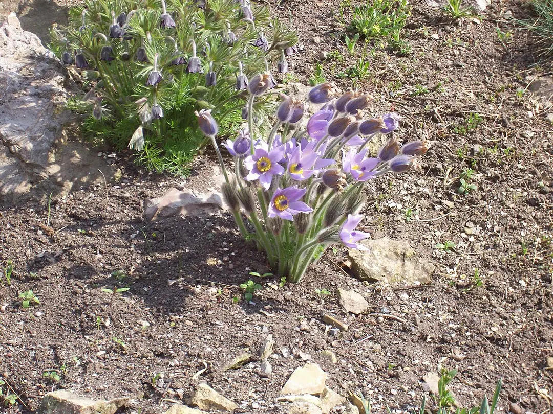 Botanischer Garten