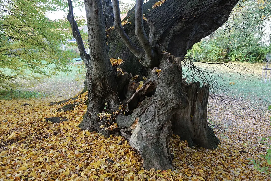 Burgstall Warnberg
