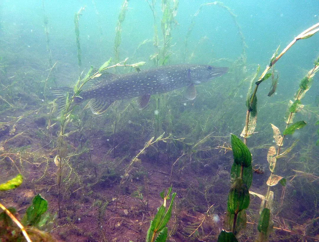 Hohendeicher See