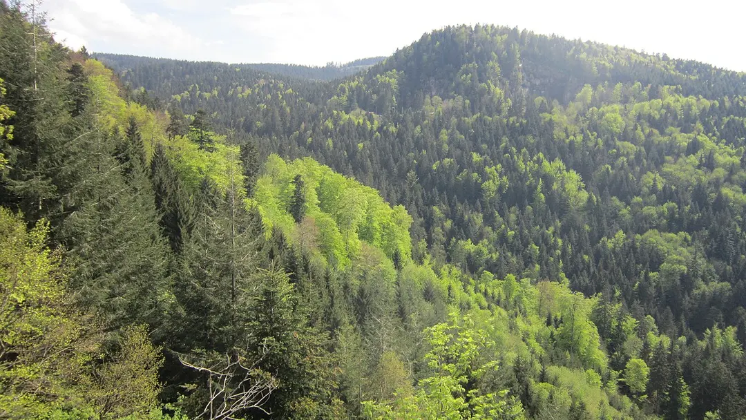 Wiedenfelsen
