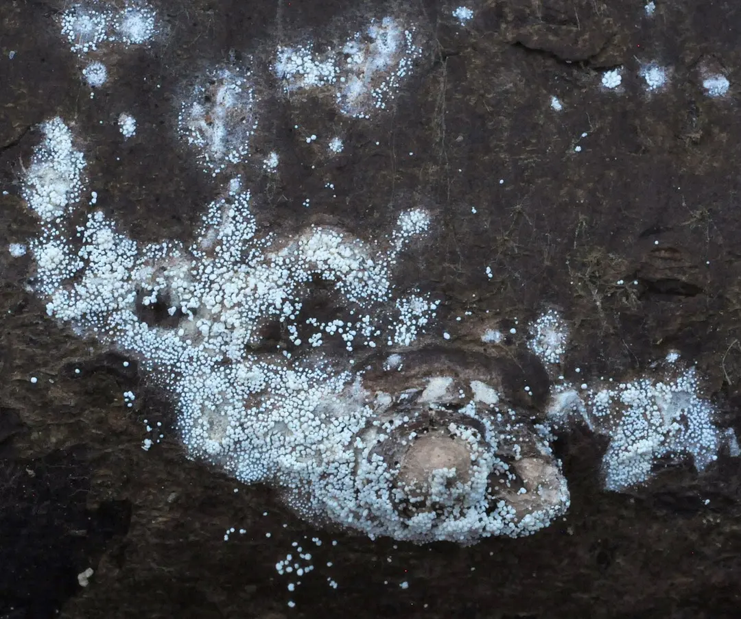 Naturschutzgebiet Peipsiveere