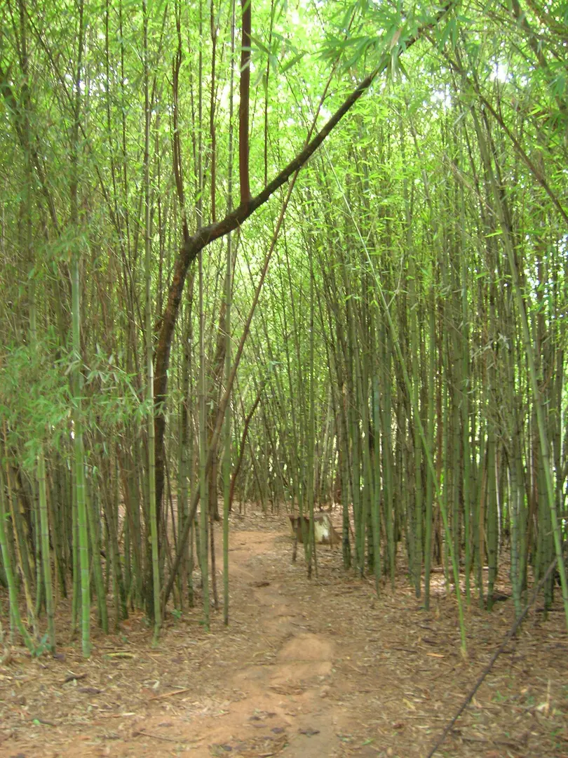Botanical Garden