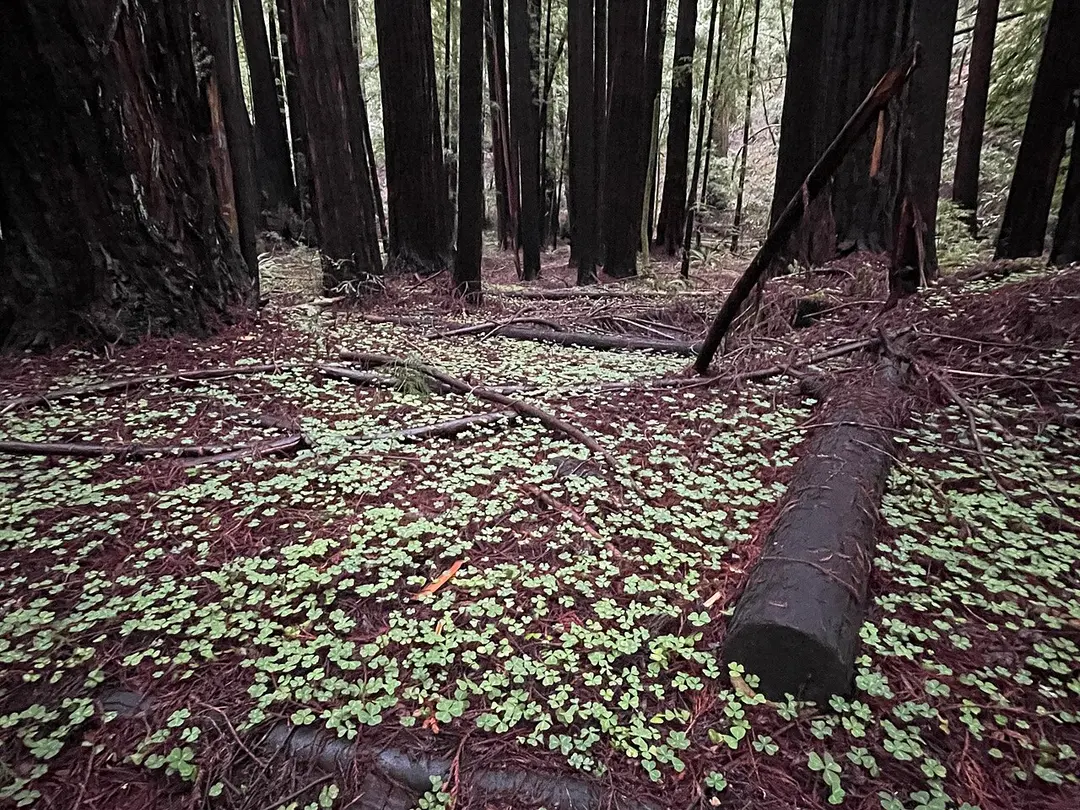 Armstrong Redwoods State Natural Reserve