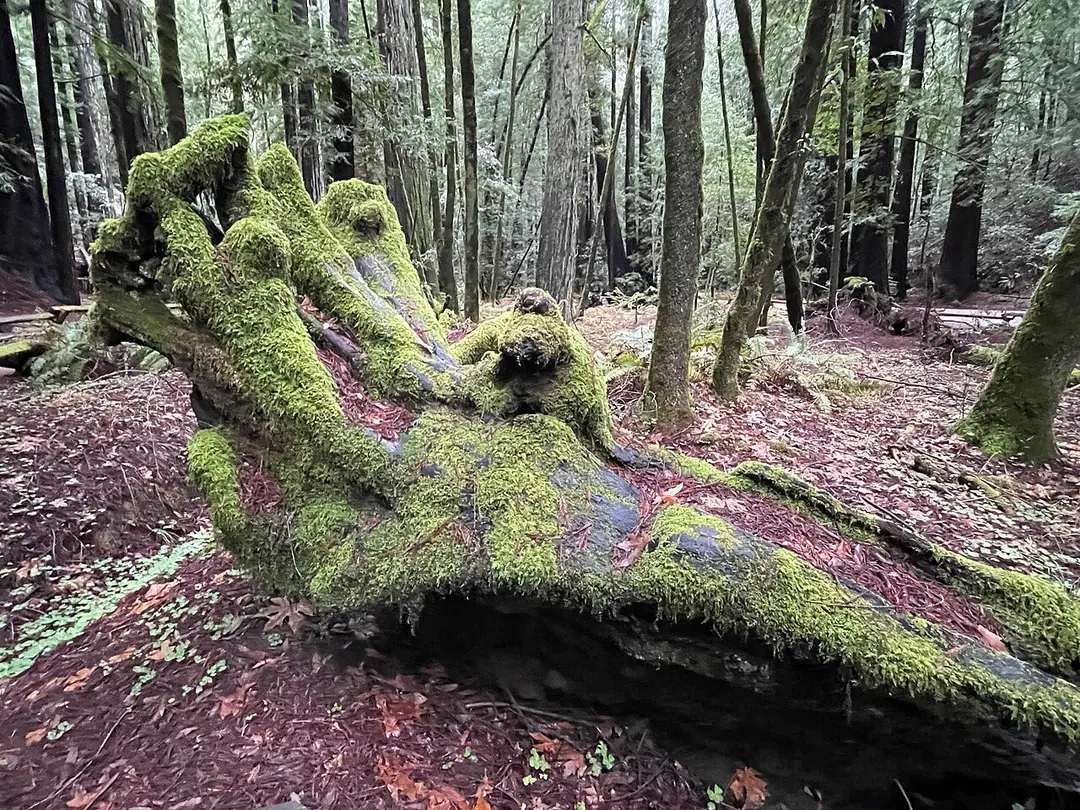 Armstrong Redwoods State Natural Reserve