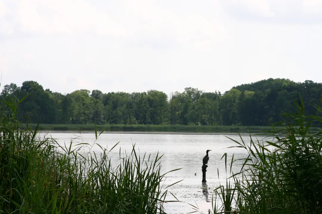 Jezioro Arklickie