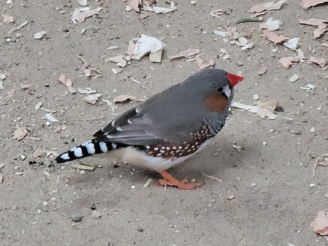 Tierpark Essehof