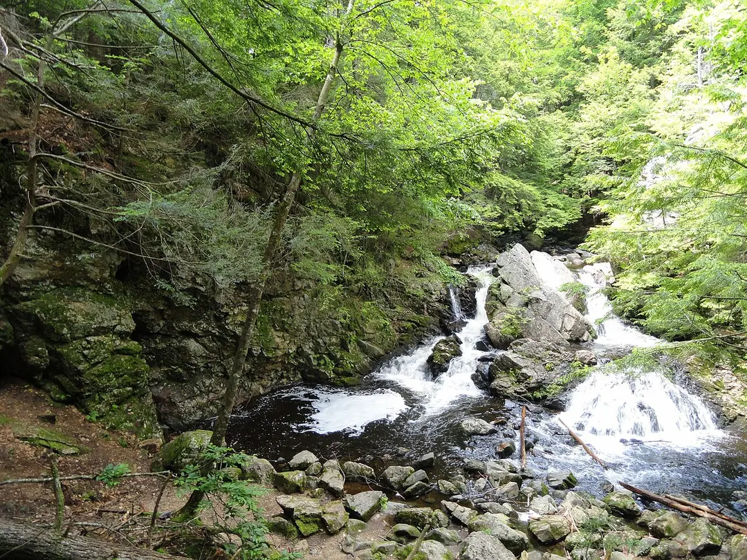 Bear's Den