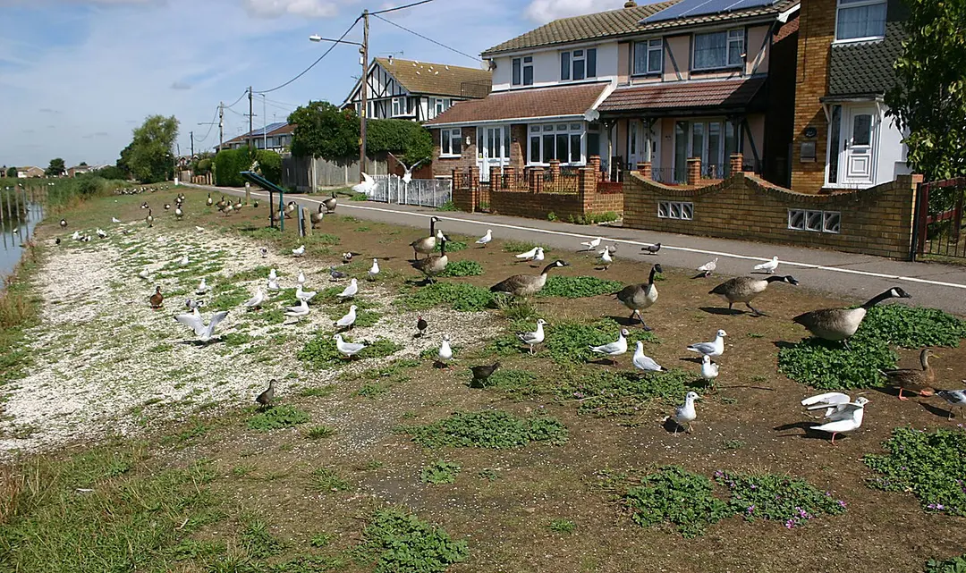 Canvey Dyke