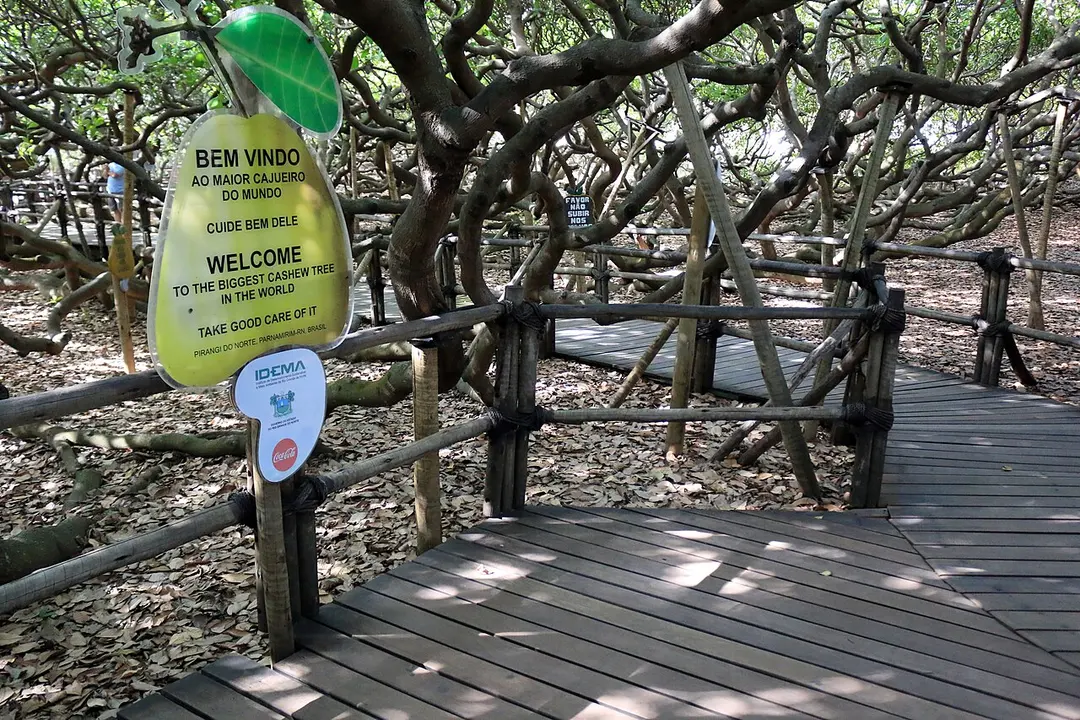 Größter Cashewbaum der Welt