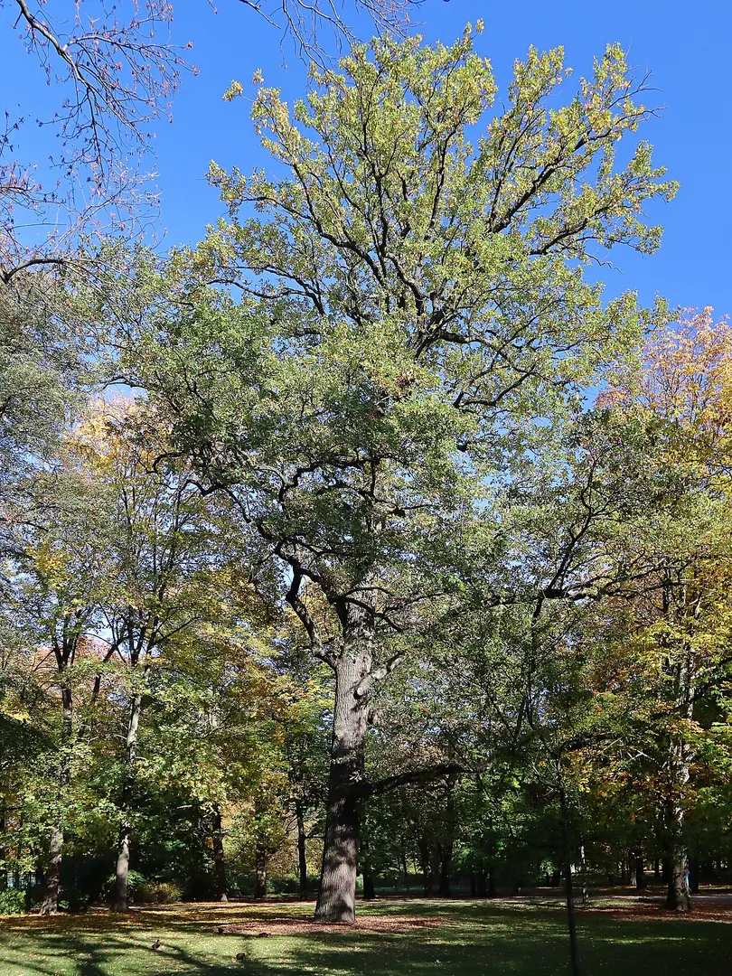 Łazienki-Park