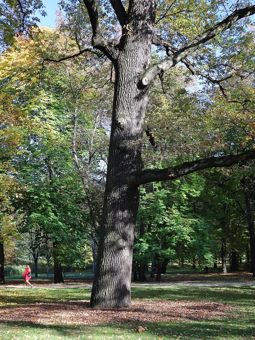 Łazienki-Park