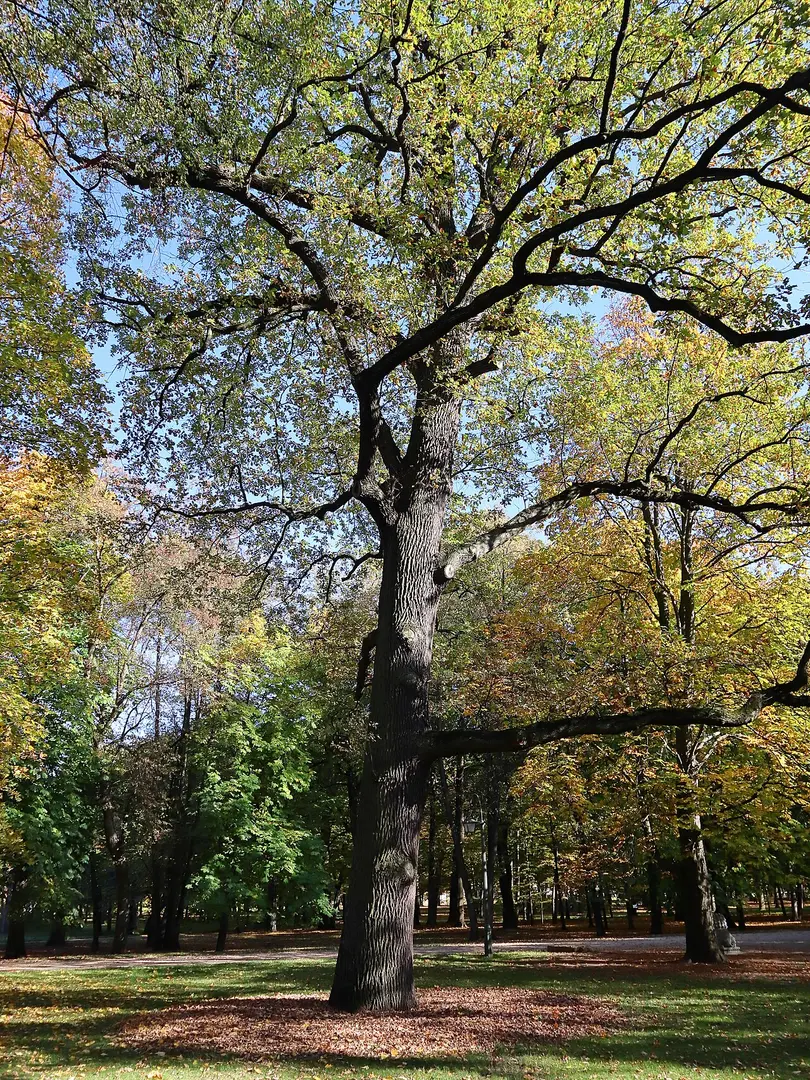 Łazienki-Park