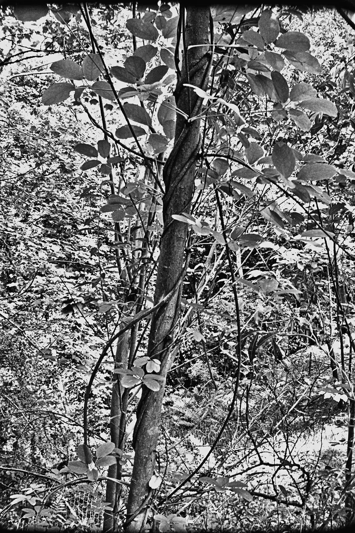 De Plantentuin Massart