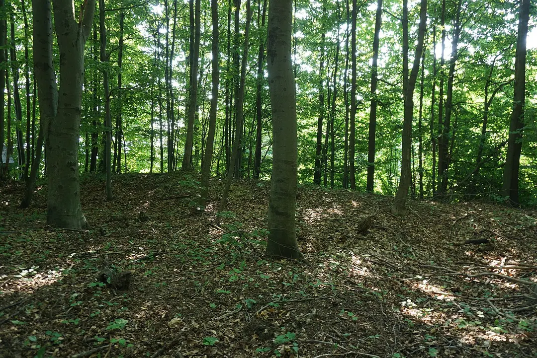 Zřícenina hradu Boršov