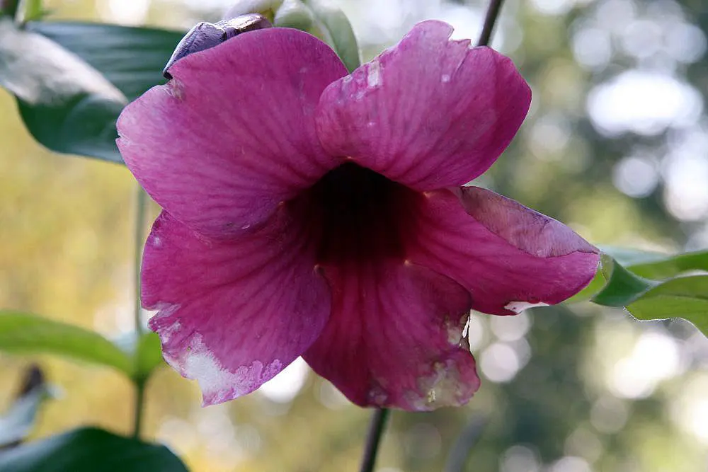 North Carolina Arboretum
