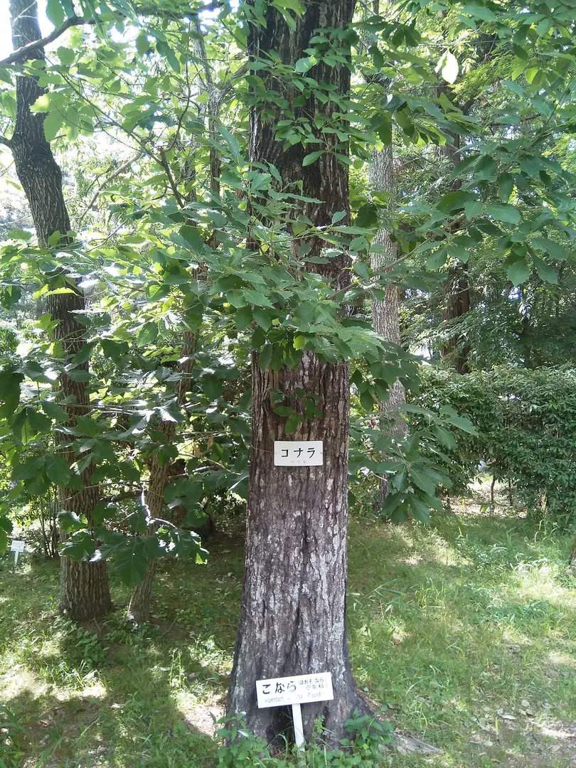 萬葉植物園