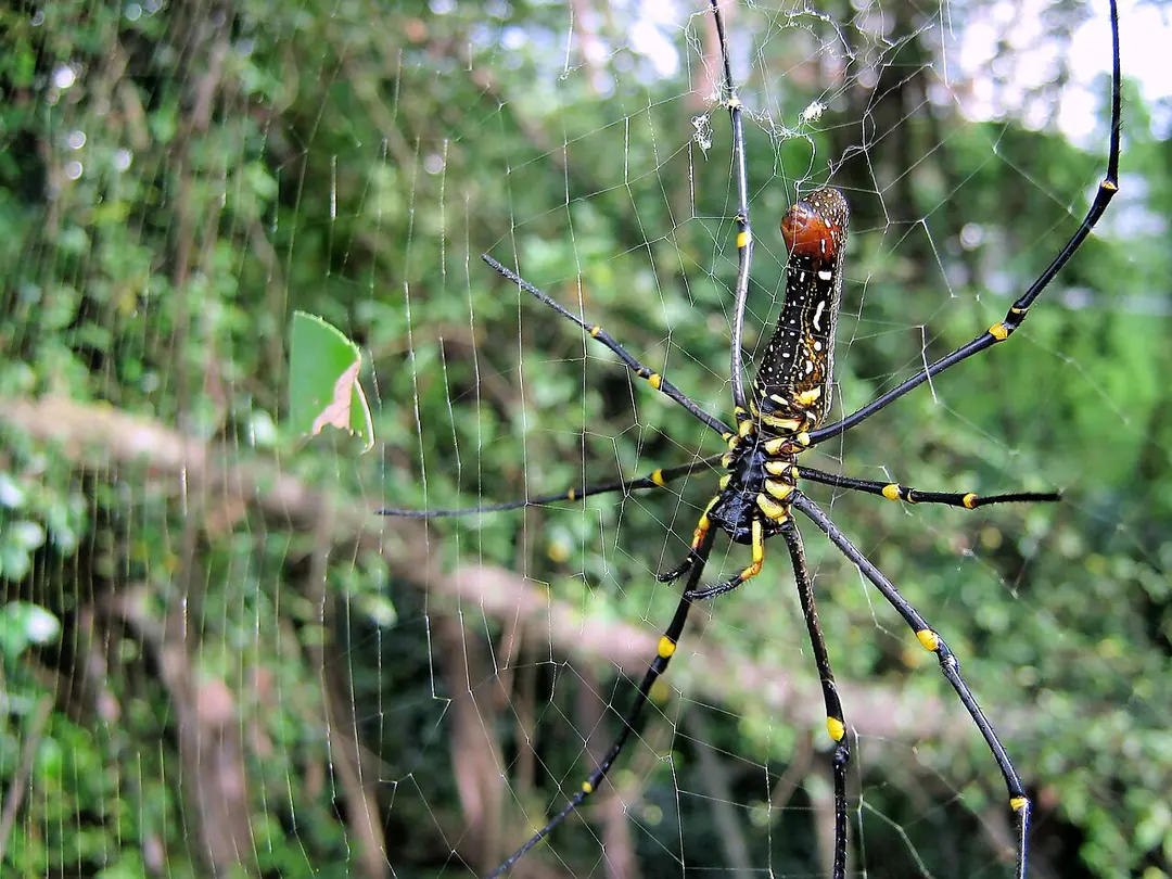 Telok Blangah Hill Park