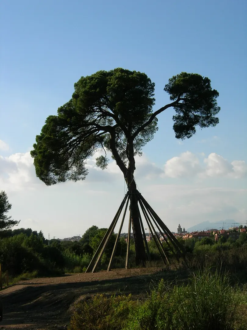 Pi d'en Xandri