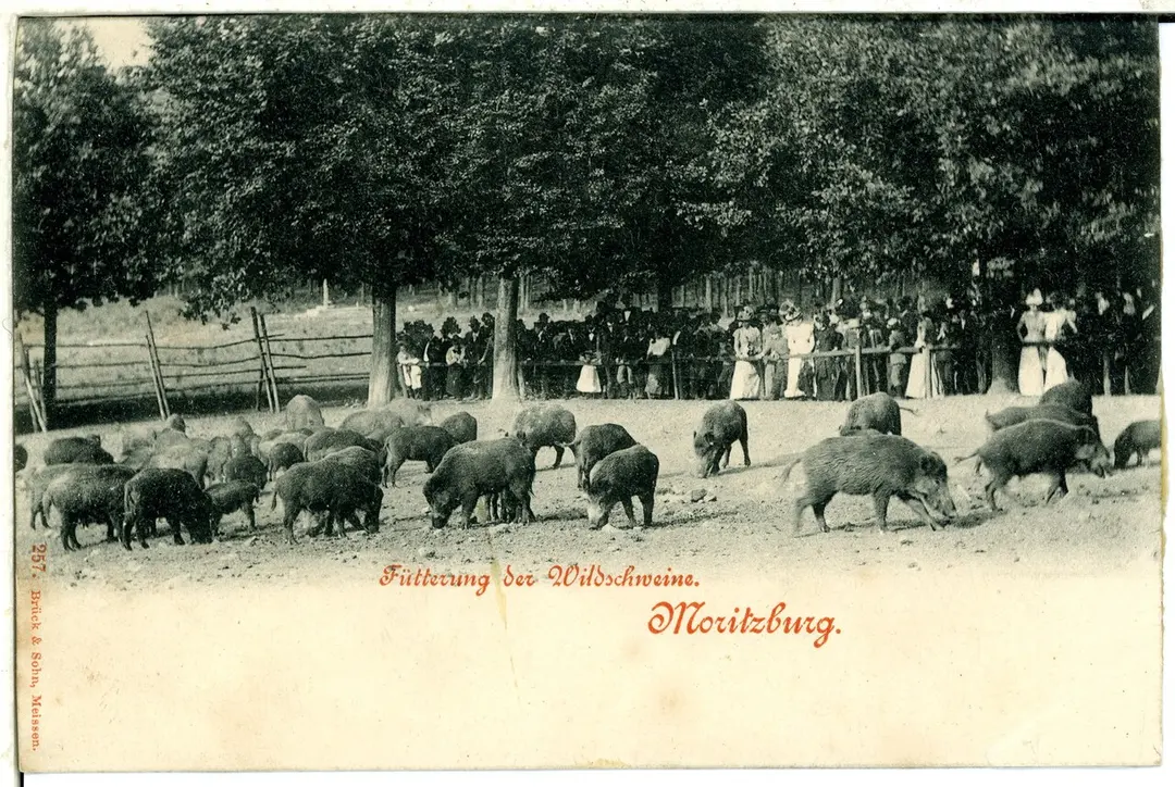 Wildgehege Moritzburg