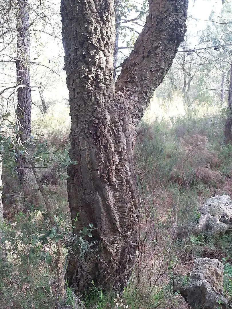 Paratge Natural Municipal el Surar