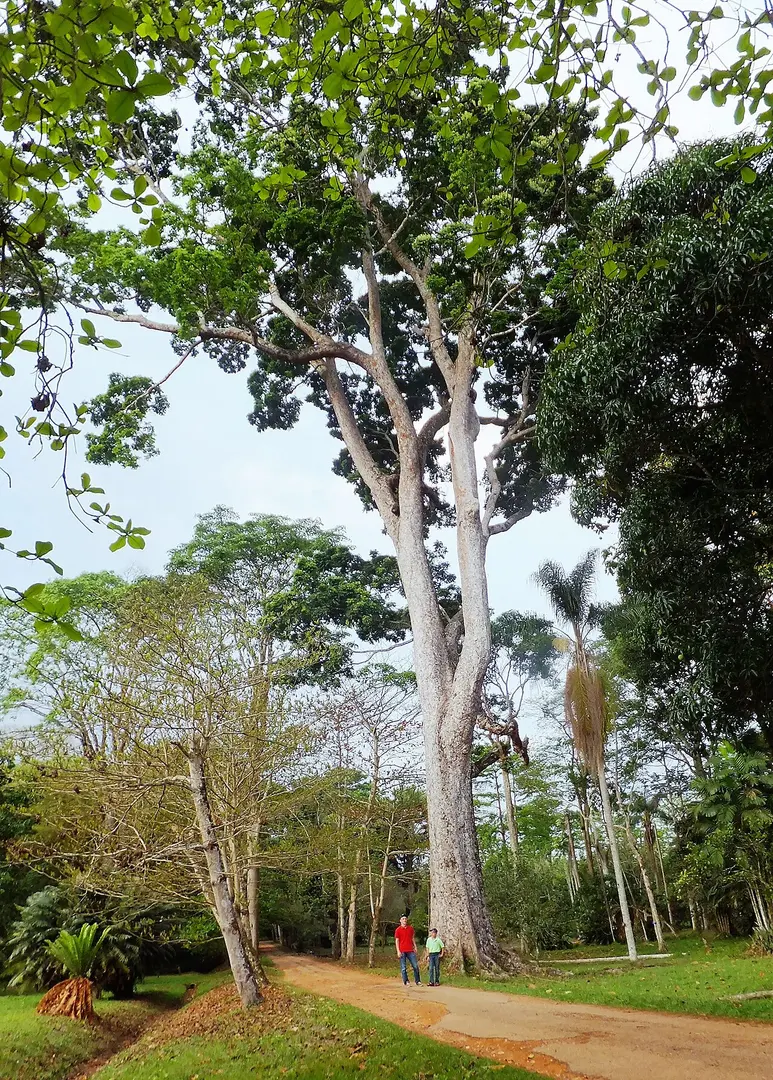 Botanischer Garten Kisantu