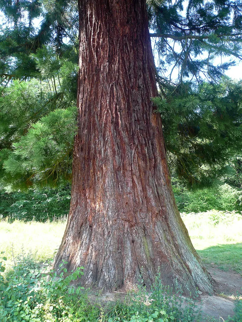 Riesenmammutbaum bei Schotten