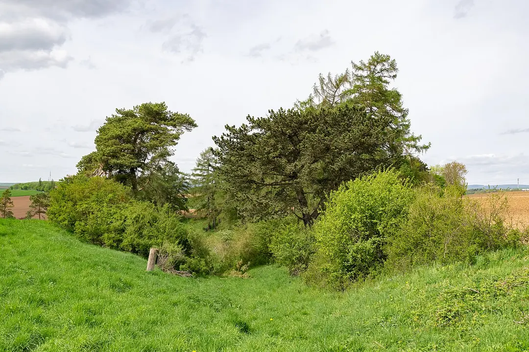 Kalkmagerrasen bei Calenberg und Dalheim