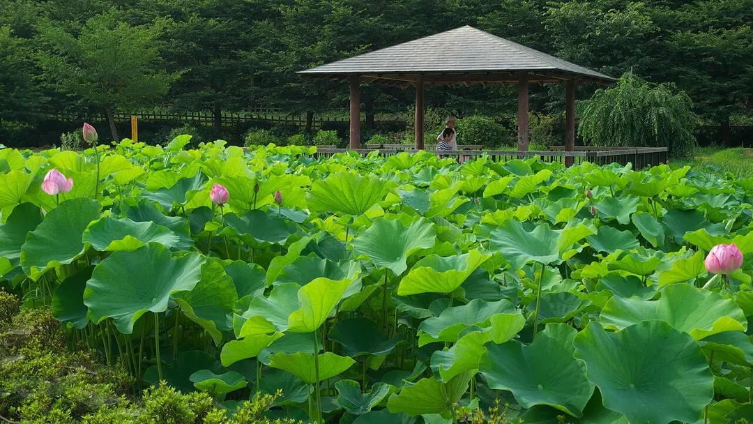北山公園