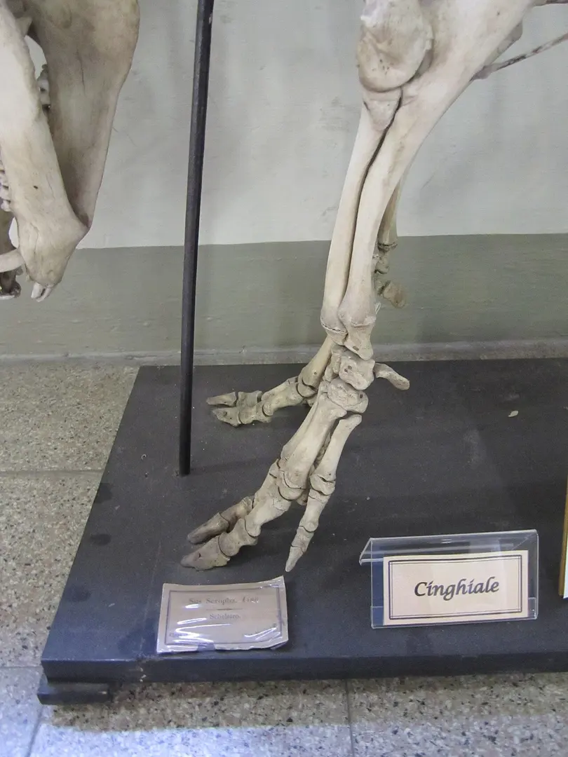 Museo di Anatomia Comparata