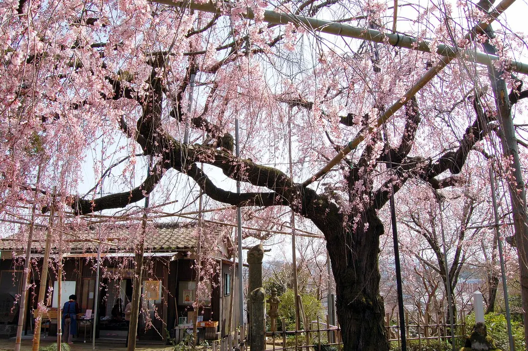 千手院