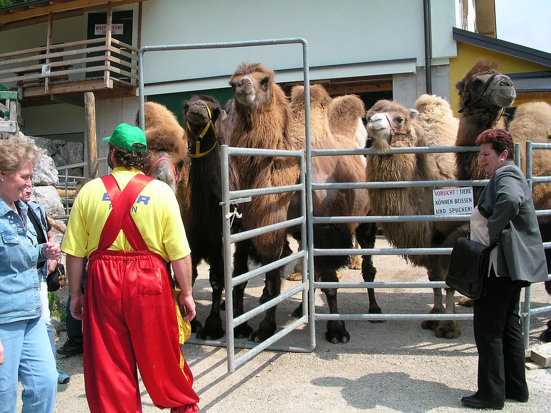 Kameltheater Kernhof