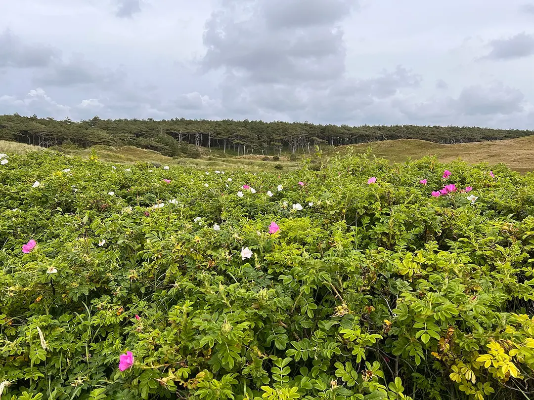 Donkere Duinen