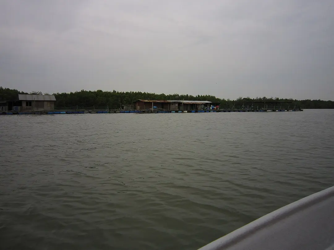 Pulai
