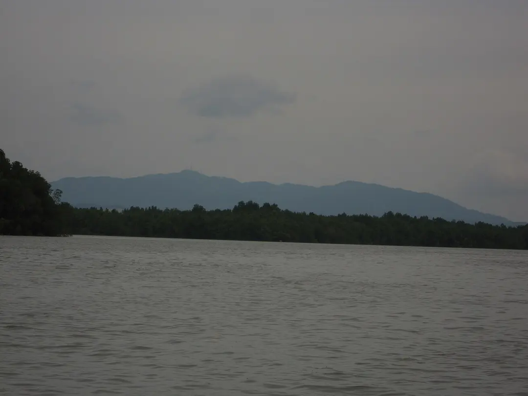 Pulai