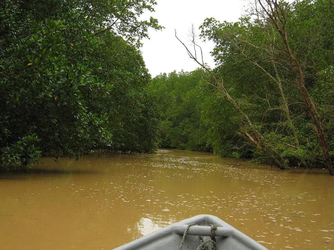 Pulai