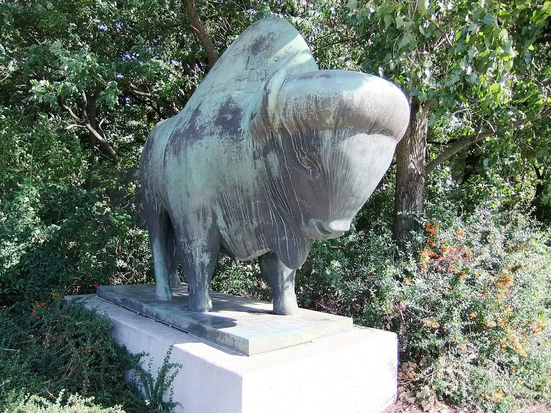 Bison