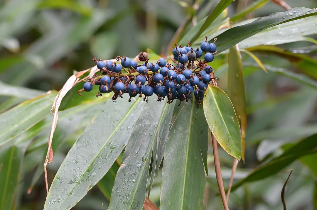 Stony Range Regional Botanic Garden