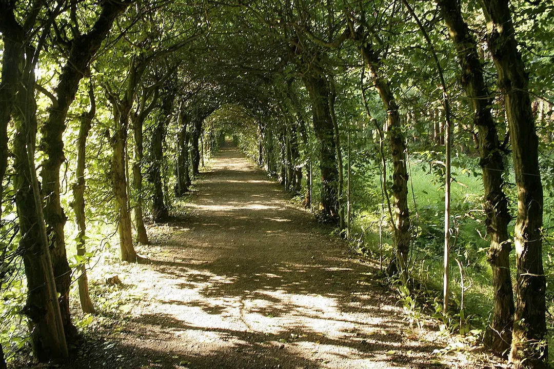 Charmille du Haut-Marais
