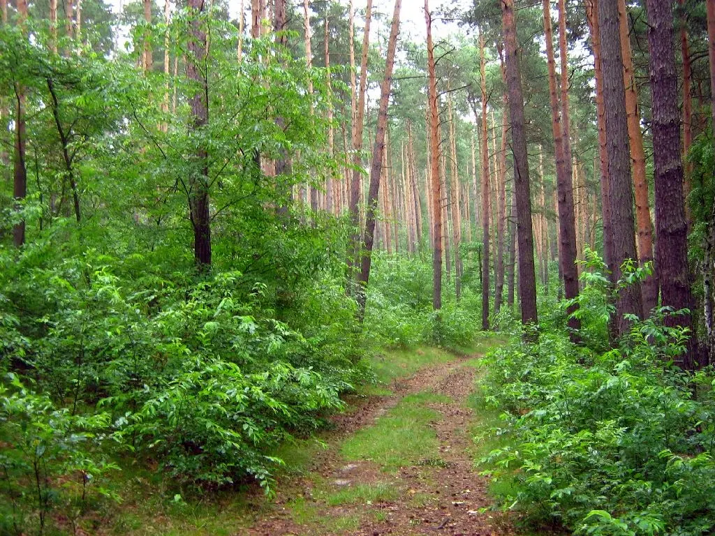 Großer Ravensberg